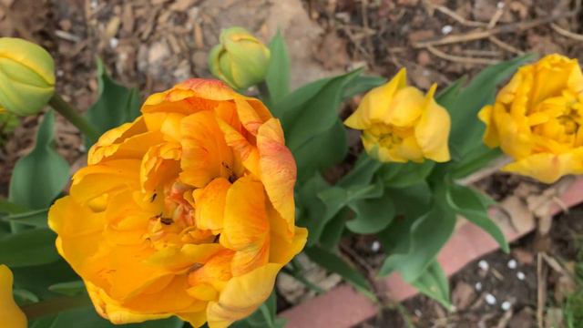 Double Beauty Of Apeldoorn -Tulips