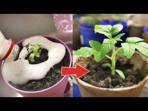 Посмотрите как актара спасает безнадежную рассаду. Как пролить актарой погибающую рассаду?