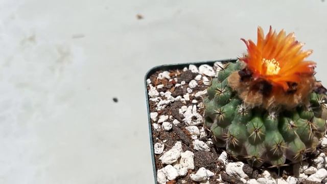 Parodia occulta Quickie смотреть онлайн