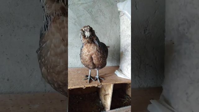 Амераукана .окрас сильвер.курочка смотреть онлайн