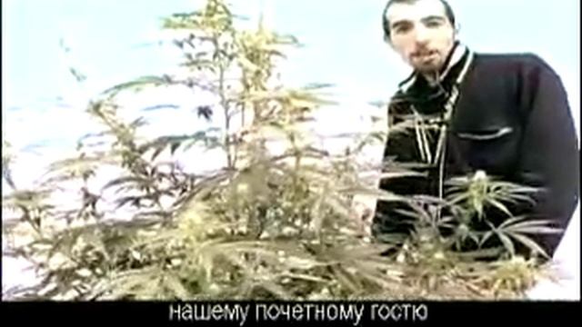 Green House Super Silver Haze Grow with Russian Subtitles смотреть онлайн