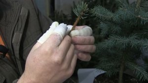 Видео урок по прививке хвойных растений от Петровича.