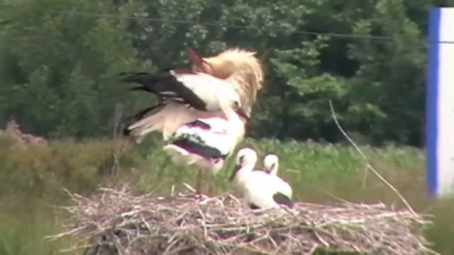 Storks : Panasonic SDR-S26 смотреть онлайн