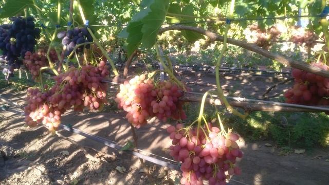 Ранние формы винограда: кишмиш Велес смотреть онлайн