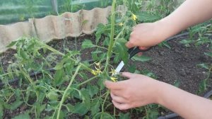 Как правильно обрезать пасынки. Формируем кусты томатов в теплице.