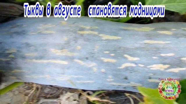 Тыквы в августе становятся модницами смотреть онлайн