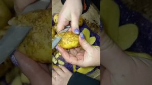 картофель сорт Крона