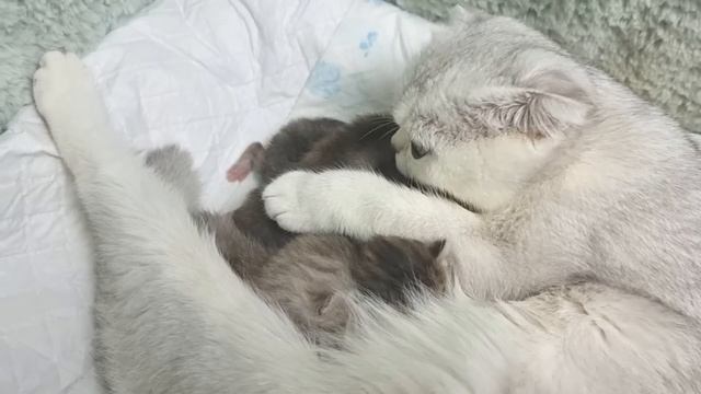 Мама кошка ругает хозяйку за то, что она забрала котенка и лечит глаза смотреть онлайн