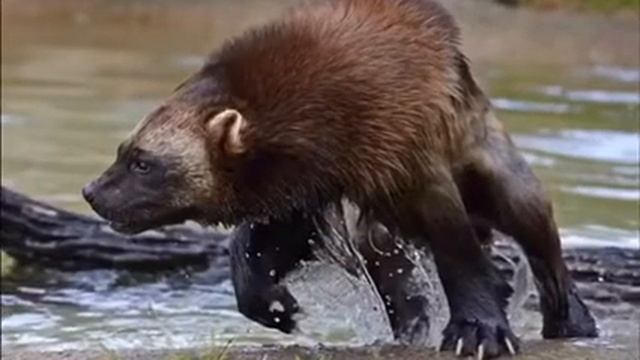 МЕДОЕД ПРОТИВ РОСОМАХИ. КТО СИЛЬНЕЕ РОСОМАХА ИЛИ МЕДОЕД