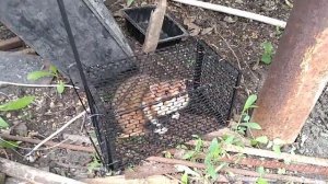 Отлов диких хомяков на даче!!!