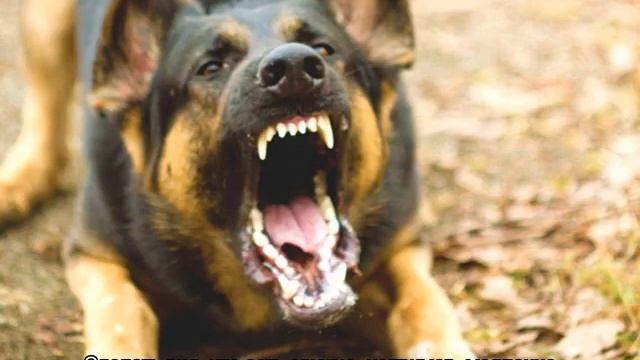 Избавление от тараканов и мышей в доме