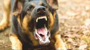 Защита от собак: средства для отпугивания на улице