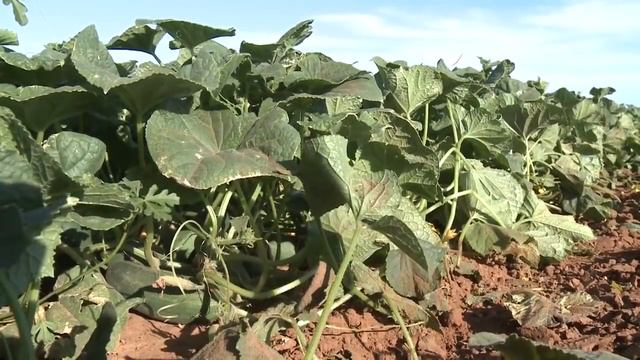 Harvester For Harvesting Cucumbers, Modern Technologies Of Agriculture