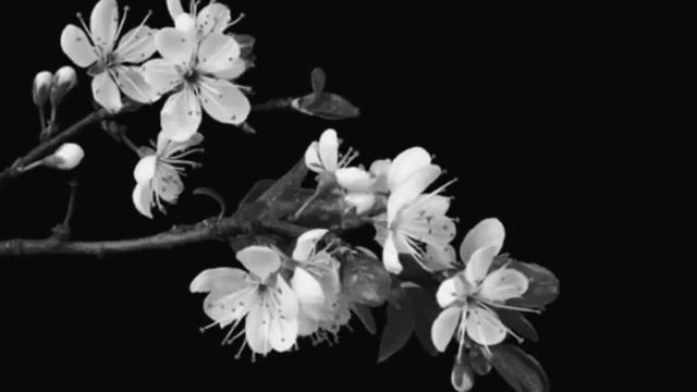 во снах - тринадцать карат (slowed) смотреть онлайн