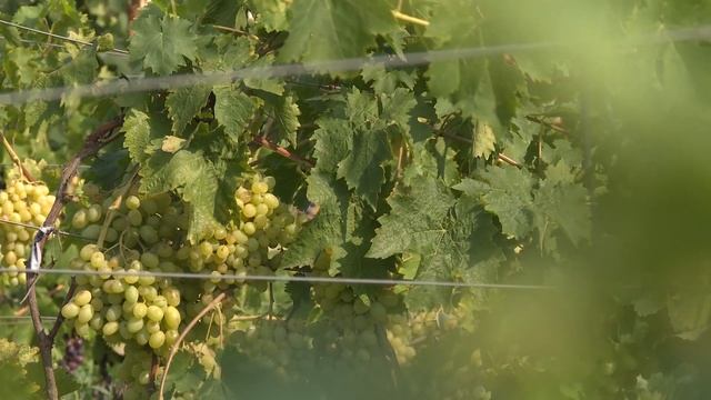 СТК. Там где зреет виноград