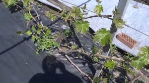 Уход за виноградом в мае.