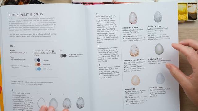 From Novice To Expert - Master Watercolour Birds Eggs With My Brand New Book! смотреть онлайн