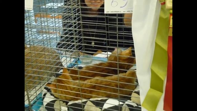 ВЫСТАВКА КОШЕК 24-25 марта в Новосибирске / Часть 1 смотреть онлайн