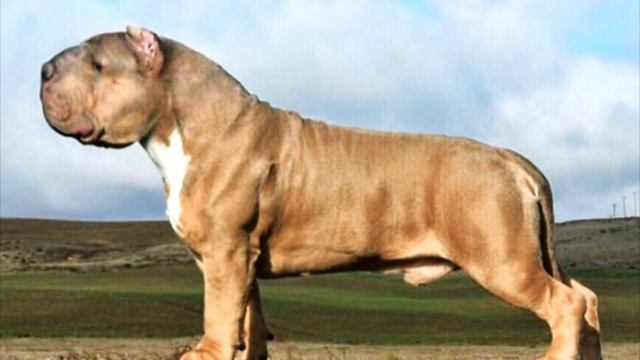 The Mollosso Presa Mayo | Любительская Съемка | Новая порода смотреть онлайн