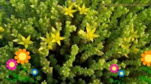 Очиток едкий. Краткий обзор: Очиток едкий описание характеристик, где купить саженцы sedum acre