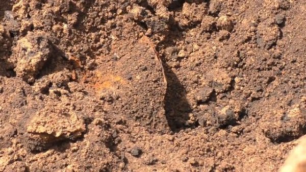 INCREDIBLE FINDS OF THE WWII / WW2 METAL DETECTING N255