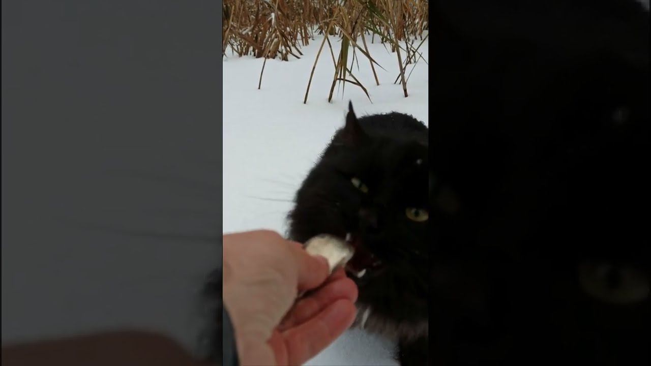 Покорми кота! #shorts смотреть онлайн