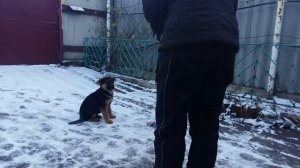 обучение щенка немецкой овчарки №2