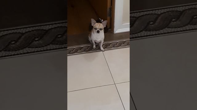 Веник чихуахуа. хочет спать, но и проводить нужно.❤?? смотреть онлайн