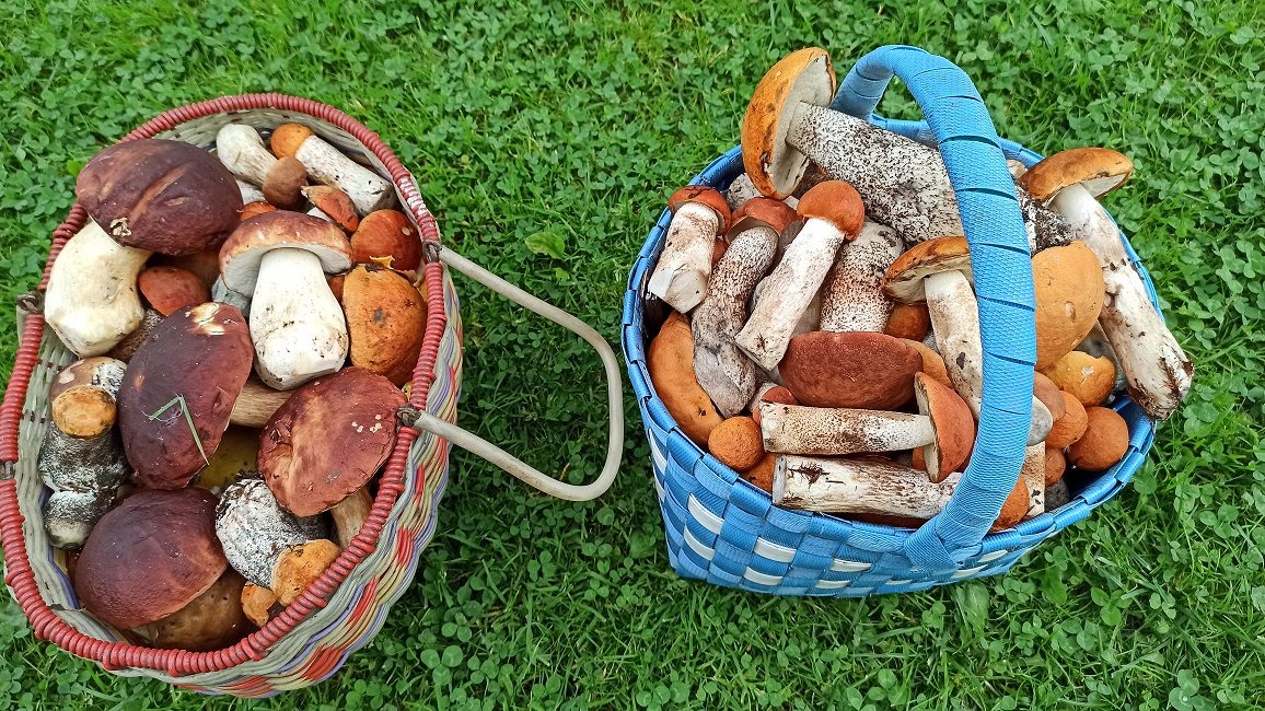 Белые и боровики. Грибная волна. смотреть онлайн