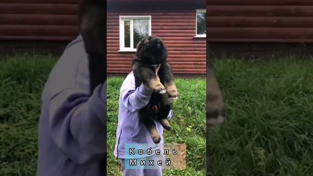 щенок кавказской овчарки смотреть онлайн