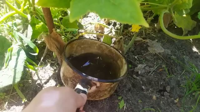 Огурцы оживают, зеленеют и обильно плодоносят до морозов! Полейте этим огурцы. смотреть онлайн