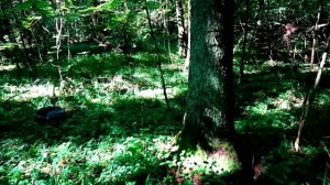 БЕЛЫЕ ГРИБЫ РАСТУТ В ТЕПЛИЦЕ !! ПРОВЕРКА ВОЛНЫ БЕЛЫХ. ПЕРЕДАЮ ЭСТАФЕТУ АЛЕКСАНДРУ ХАБАРКИНУ))