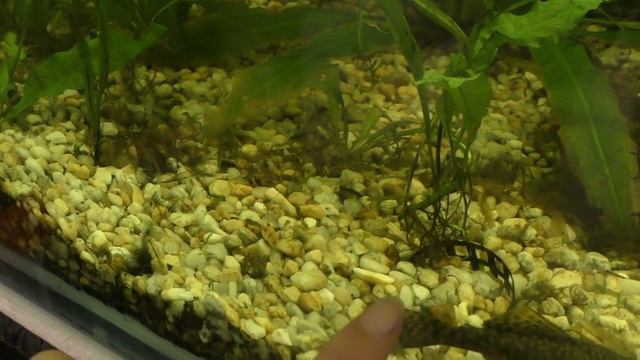 Почему Не Растут Аквариумные - Растения 9 Причин смотреть онлайн