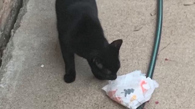 Houston neighborhood being tormented by long-time cat burglar смотреть онлайн