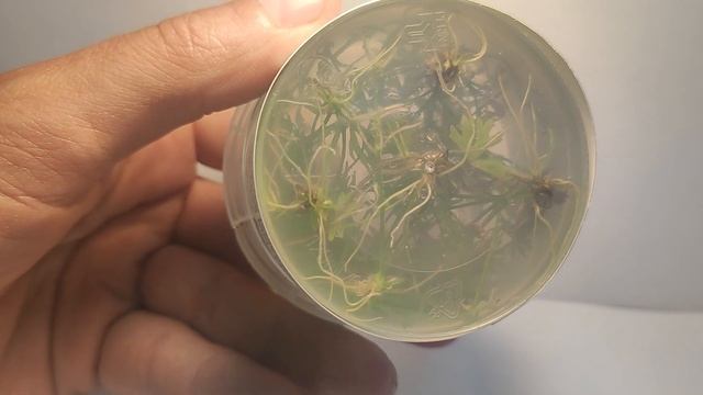 Живое аквариумное растение Лютик водный меристемное смотреть онлайн