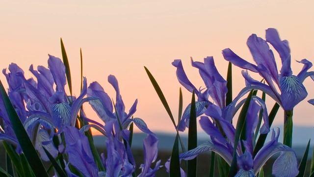 ☘️Бюджетные ЦВЕТОЧНЫЕ ароматы на ВЕСНУ☘️ORIFLAME, AVON, Yves Roсher! Новинки парфюмерии! смотреть онлайн