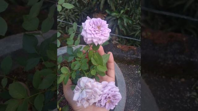Rosa 'Mainzer Fastnacht | Purple rose | Sri lanka? смотреть онлайн