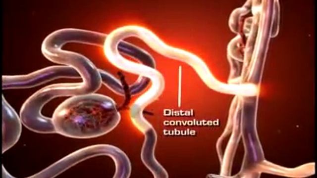 Urinary system - Human Body смотреть онлайн