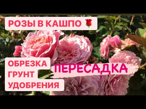 ПЕРЕСАДКА РОЗЫ В КАШПО _ ОБРЕЗКА_ ПОЧВО-СМЕСЬ ДЛЯ ?.mp4 смотреть онлайн