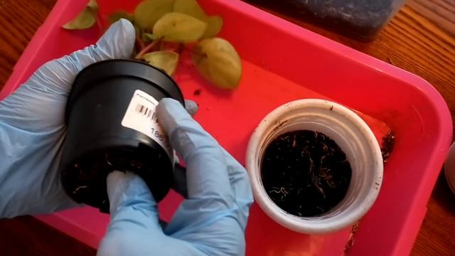 новые жители ПЕПЕРОМИЯ АРБУЗНАЯ и БЕГОНИЯ ДЕКОРАТИВНОЛИСТВЕННАЯ смотреть онлайн