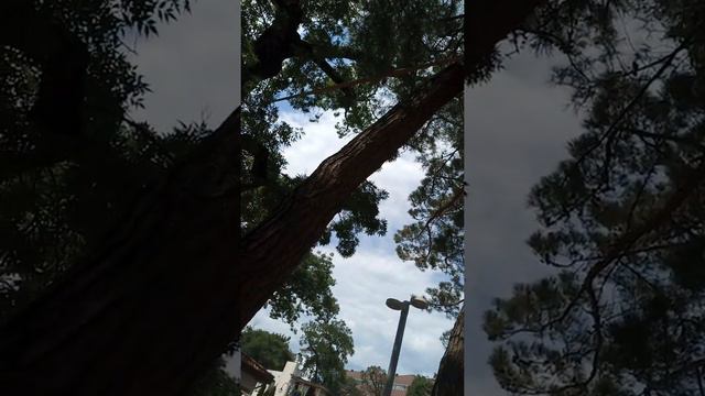 Геленджик сегодня.Где самое вкусное кофе с горячими круассанами со свежей клубникой.Под пение цика смотреть онлайн