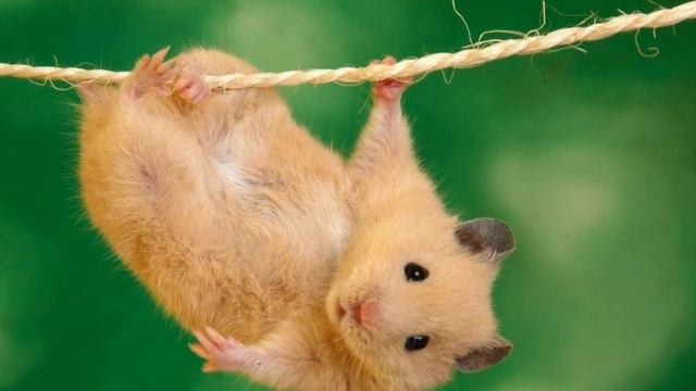 Видео для Steam задания смотреть онлайн