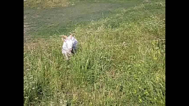 соло КозЫ! смотреть онлайн