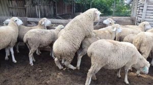 Тексель + Северо-кавказская Мясошерстная. F1 баранчик.