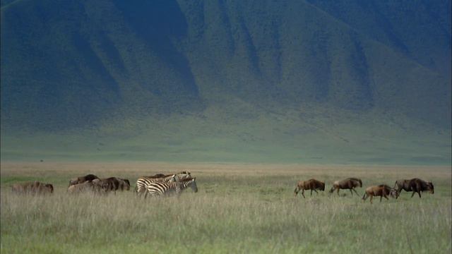 IMAX Africa The Serengeti 1994 BluRay 1080p X264 PlayHD