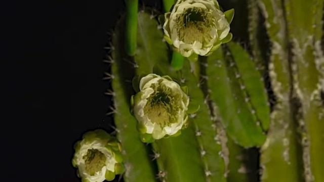 Cereus Peruvianus Time Lapse смотреть онлайн