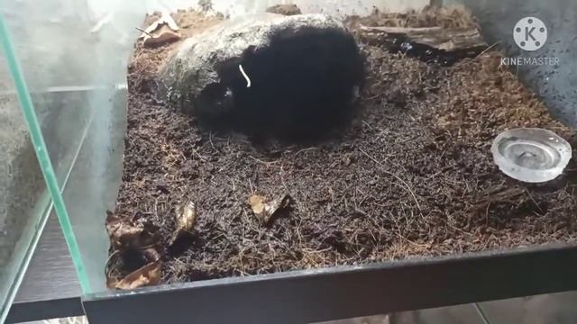 Обзор двух видов пауков-птицеедов Acanthoscurria geniculata и Lasiodora parachybana. смотреть онлайн