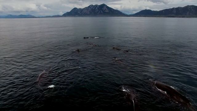 Cetaceans, the Giants of the Open Ocean смотреть онлайн