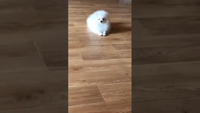 Померанский шпиц 6,5 месяца смотреть онлайн