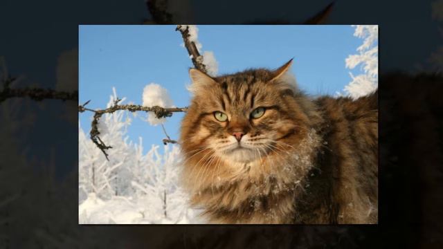 сибирский кот смотреть онлайн